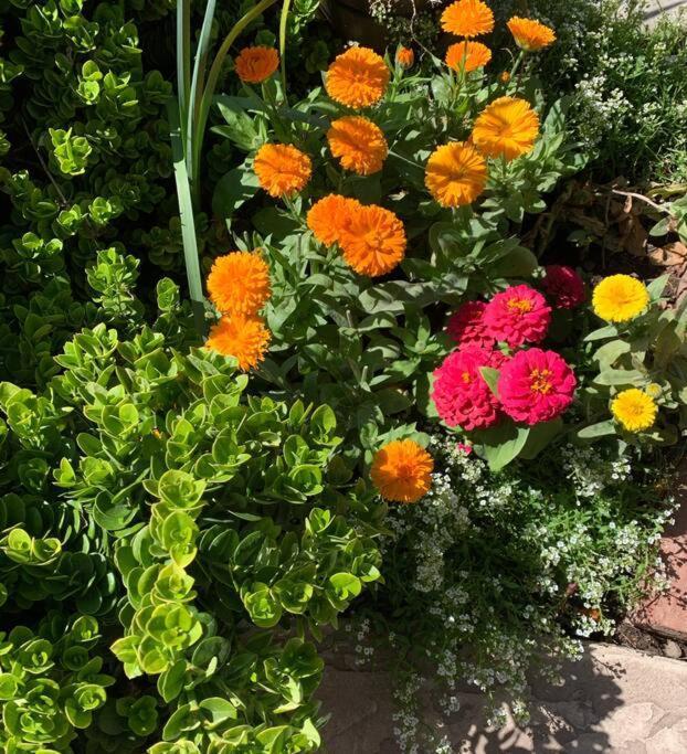 Encanto Cactus Flower Casita Phoenix Exterior photo